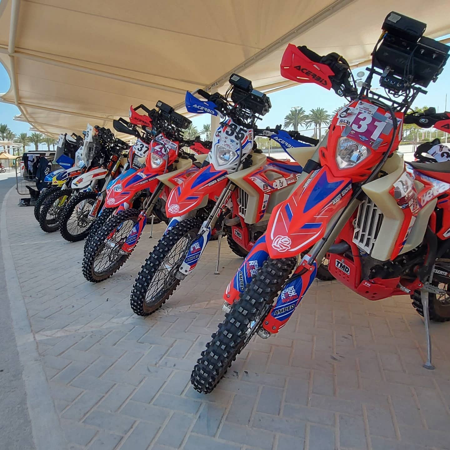 Feel The Heat - Desert Rose Riding Academy